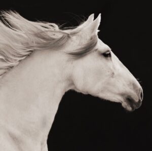 Tatjana Patitz Instagram - When I look into the eyes of an animal I see a soul, a sentient being that may not speak our language but that feels, has relationships, family, bonds and feels love. My horses and all my animals are and will forever be a family. I see all animals soul. We are all part of this earth inhabitants of this beautiful planet. #bekind #coexist #loveislove 💙