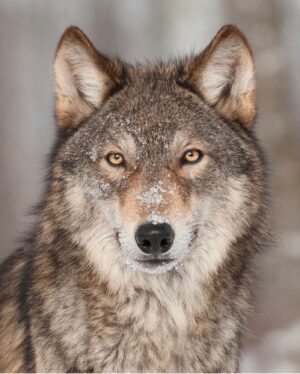 Tatjana Patitz Instagram - Montana’s wolves need our help. Governor Gianforte signed both bill 224 ( wolf snaring Bill) and Bill 225 ( extend wolf trapping season) and each passed the Montana senate this last Friday and will sign bill 314 ( kill all wolves) this week. Urgent action is needed! Wolves are a keystone species and absolutely vital for a healthy Forrest and environment and has been scientifically proven. Join @istandwithwolves @wolves_of_the_rockies to urge your support. Contact governor Gianforte at (406)444-3111
(855)318-1330 @govgianforte  @secdebhaaland this requires federal action, we need your help!
#wolf #stopthehunt #istandwithwolves #conservation #keystonespecies #apexpredator #actions