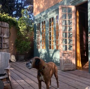 Tatjana Patitz Instagram - International dog day every day 🌼 #internationaldogday