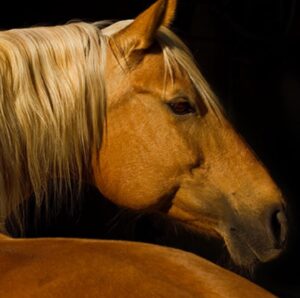 Tatjana Patitz Instagram - When I look into the eyes of an animal I see a soul, a sentient being that may not speak our language but that feels, has relationships, family, bonds and feels love. My horses and all my animals are and will forever be a family. I see all animals soul. We are all part of this earth inhabitants of this beautiful planet. #bekind #coexist #loveislove 💙