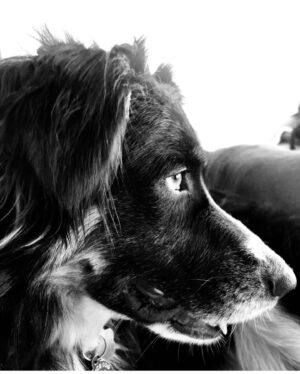 Tatjana Patitz Instagram - Matilda and Gatsby 💙#nationaldogday #lovemypooches❤️❤️🐾🐾🐾🐾