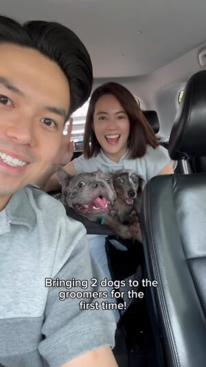 Tay Ying Instagram - Kudos to @justinthegroomer for being so patient with these 2 silly boys 🙏🏻 Also, Ripple the frenchie is now officially part of the 伍 family! 😍