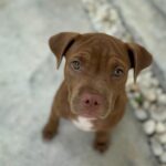 Taya Rogers Instagram – January in the blink of an eye. 

Does anyone else feel like the year is already flying by? 🥹😅 

Oh & i’d like to introduce, Miss Coco Chunuonsee. She’s an island girl with a love for snacks, Mila & Jaden, playing tag, chewing on just about everything, & hiding in my plants 🫣 She’s a rescue so we’re not sure what she is or how big she’ll get but she’s definitely full of love.  She hasn’t met Baloo & Nala yet but I can already tell they’re going to get along great 😊