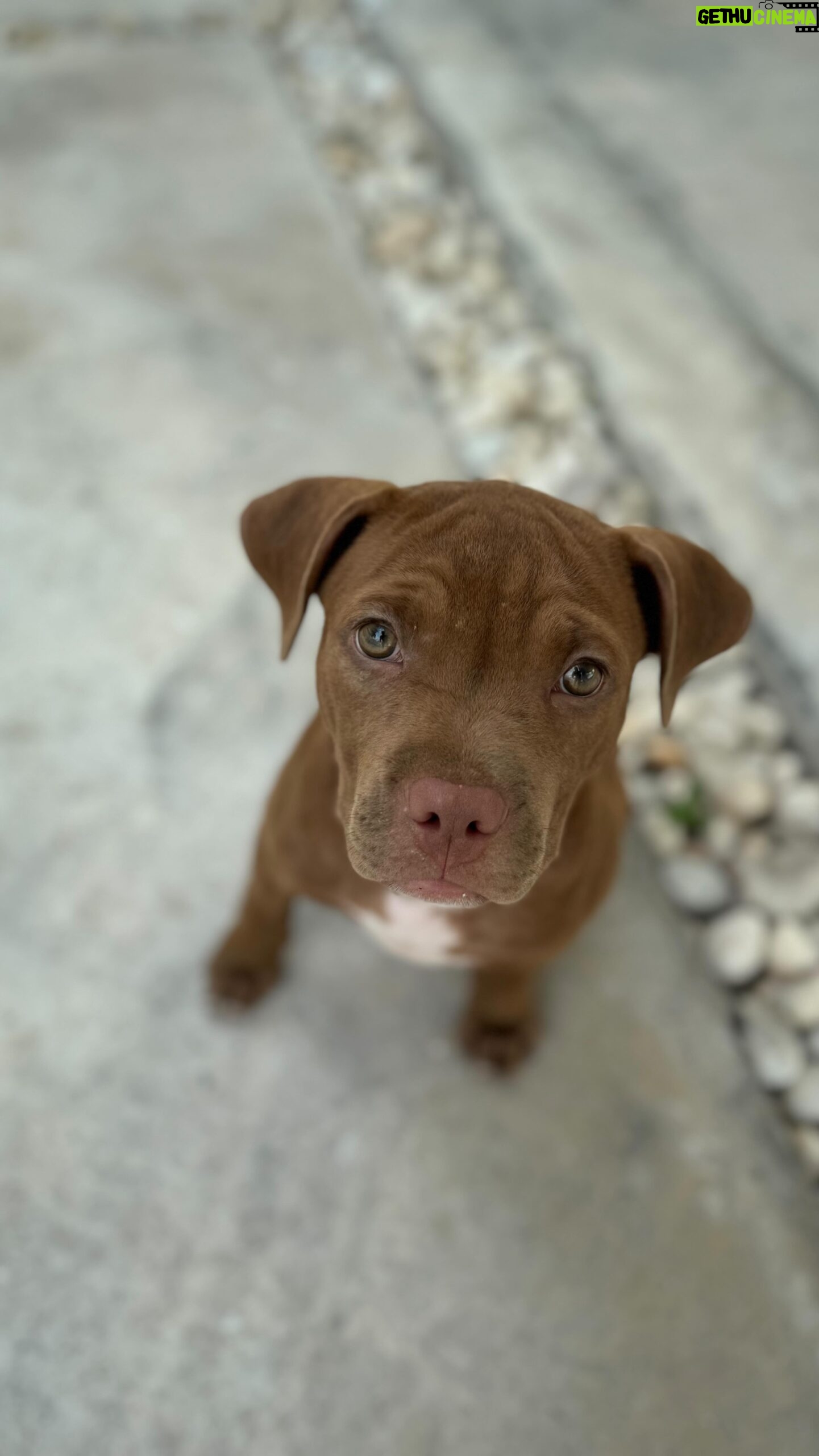 Taya Rogers - 345 Likes - January in the blink of an eye.
Does anyone else feel like the year is already flying by? 🥹😅
Oh & i’d like to introduce, Miss Coco Chunuonsee. She’s an island girl with a love for snacks, Mila & Jaden, playing tag, chewing on just about everything, & hiding in my plants 🫣 She’s a rescue so we’re not sure what she is or how big she’ll get but she’s definitely full of love. She hasn’t met Baloo & Nala yet but I can already tell they’re going to get along great 😊
