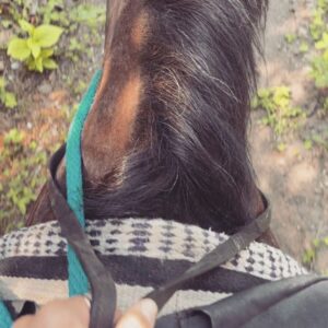 Taylor Hickson Instagram - makes sense they named my horse chili, cause my ass be hurtin’🌶🐎