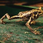 Taylor Rees Instagram - This little buddy and I are heading to @sunvalleyfilmfest next weekend! I’ll be there to present @disneyplus @natgeo ‘The Last Tepui’ on April 2nd. Hope ya’ll can join! 🐸 @renan_ozturk @m_synnott @alexhonnold @fuconei @irving_matthew @brianirwinmedia @rudy.le @snackfarmer @dr_bruce_means @drewness17 @johnvonblock @sonyalpha @kaylalindquist @mparns #sonyartisan @mr_b_a