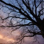 Taylor Rees Instagram - The tree has entered my hands, The sap has ascended my arms, The tree has grown in my breast - Downward, The branches grow out of me, like arms. Tree you are, Moss you are, You are violets with wind above them. A child - so high - you are, And all this is folly to the world. [A Girl, Poem by Ezra Pound] #sonyartisan