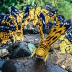 Taylor Rees Instagram - Dysphania Militaris, a moth we saw in Myanmar in 2014 during the @natgeo #downtonothingfilm project. I’ve wondered for a while why the species name is “militaris”, and read this week about the fungus Cordyceps Militaris which is “a fungus that makes its way deeper into its hosts body, eventually taking over and controlling the insect’s behavior.” These moths don’t seem much like a military force to me. Does anyone who studies moths or scientific naming know why? #thisismybrainonnature [shot on @sonyalpha #A7r, #sonyartisan]
