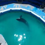 Taylor Rees Instagram - This week the news was released that our Orca sis Tokitae (Sk'aliCh'elh-tenaut, her Lummi name) has been granted permission by her “owners” to go home to a sanctuary in the Salish Sea. This brings up a lot of feelings because while this is a long fought win, it’s a situation that should never had happened if we all honored our relationships to non-human kin, as the Lummi have - her direct human relatives. Thank you to those at the forefront of that fight (@oursacredsea) and we hope her journey home helps us all connect to the greater history of human violence and the future ahead of reparations. We know that road ahead is filled with lots of questions about how she gets home and what that process looks like. There’s also the hurdle, as with anything, of funding. Stay tuned as we are here to help those who are organizing. The big other news this week was that in a historic event of collaboration amongst 191 countries, a commitment to protect 33% of the biodiversity on Earth was made at COP15. Another win that has been long fought and championed by many, our dear @prospektmiraorg, and Indigenous and rural communities with deep relationship and sacred instructions to protect biodiversity. With both these scenarios, we feel a bit of relief for the more the human world, and at the same time we wonder about the other 66% - why not a commitment to try and protect all the biodiversity that’s on the brink of collapse? Is it simply that we’re too little too late in the greater trajectory? As most of us know, Indigenous Peoples protect 80% of the world’s remaining biodiversity. So , when it comes to this new UN commitment, we sure as hell better see a significant majority of investment go towards Indigenous Peoples as well as a commitment to Indigenous rights. Because, whether it’s our Orca sis or the destruction of old growth forest and other critical biodiversity regions, none of this would have happened if people took Indigenous rights seriously and supported any community, indigenous or not, who lives in deep and direct relationship to the land. [written by myself and @jadethemighty after a long and teary evening debrief. shared with love to anyone reading]