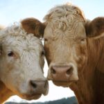 Taylour Paige Instagram – I just want to declare my love and appreciation for cows. Please peta don’t come for me. This is genuine. They’ve fed sooooo many people (even our pets). Milk, beef, ground beef, bone broth etc etc. I’m healing some major gut issues right now because I have a major hormone imbalance and I’m starting my days with bone broth- and it dawns on me how sacred and giving this animal is. Every bag you carry is a cow. Shoes. Belts. The seats in your car. I’m not saying don’t eat them, I’m just saying give thanks. At the very least say “thank you God this was a life that lived.” For real 🤍 also aren’t they so beautiful? Edited disclaimer: I didn’t say consume them, I didn’t tell anyone what to do. I just declared my appreciation for this beautiful animal that has arguably sustained unappreciative trash ass selfish mankind and our pets. And to take notice in all the ways a cow is currently probably most likely contributing to your life and you are not even conscious of it