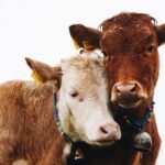 Taylour Paige Instagram – I just want to declare my love and appreciation for cows. Please peta don’t come for me. This is genuine. They’ve fed sooooo many people (even our pets). Milk, beef, ground beef, bone broth etc etc. I’m healing some major gut issues right now because I have a major hormone imbalance and I’m starting my days with bone broth- and it dawns on me how sacred and giving this animal is. Every bag you carry is a cow. Shoes. Belts. The seats in your car. I’m not saying don’t eat them, I’m just saying give thanks. At the very least say “thank you God this was a life that lived.” For real 🤍 also aren’t they so beautiful? Edited disclaimer: I didn’t say consume them, I didn’t tell anyone what to do. I just declared my appreciation for this beautiful animal that has arguably sustained unappreciative trash ass selfish mankind and our pets. And to take notice in all the ways a cow is currently probably most likely contributing to your life and you are not even conscious of it