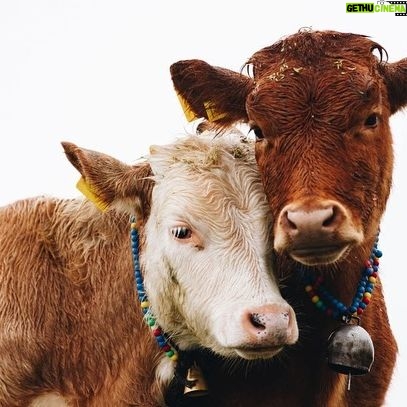 Taylour Paige Instagram - I just want to declare my love and appreciation for cows. Please peta don’t come for me. This is genuine. They’ve fed sooooo many people (even our pets). Milk, beef, ground beef, bone broth etc etc. I’m healing some major gut issues right now because I have a major hormone imbalance and I’m starting my days with bone broth- and it dawns on me how sacred and giving this animal is. Every bag you carry is a cow. Shoes. Belts. The seats in your car. I’m not saying don’t eat them, I’m just saying give thanks. At the very least say “thank you God this was a life that lived.” For real 🤍 also aren’t they so beautiful? Edited disclaimer: I didn’t say consume them, I didn’t tell anyone what to do. I just declared my appreciation for this beautiful animal that has arguably sustained unappreciative trash ass selfish mankind and our pets. And to take notice in all the ways a cow is currently probably most likely contributing to your life and you are not even conscious of it