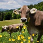 Taylour Paige Instagram – I just want to declare my love and appreciation for cows. Please peta don’t come for me. This is genuine. They’ve fed sooooo many people (even our pets). Milk, beef, ground beef, bone broth etc etc. I’m healing some major gut issues right now because I have a major hormone imbalance and I’m starting my days with bone broth- and it dawns on me how sacred and giving this animal is. Every bag you carry is a cow. Shoes. Belts. The seats in your car. I’m not saying don’t eat them, I’m just saying give thanks. At the very least say “thank you God this was a life that lived.” For real 🤍 also aren’t they so beautiful? Edited disclaimer: I didn’t say consume them, I didn’t tell anyone what to do. I just declared my appreciation for this beautiful animal that has arguably sustained unappreciative trash ass selfish mankind and our pets. And to take notice in all the ways a cow is currently probably most likely contributing to your life and you are not even conscious of it