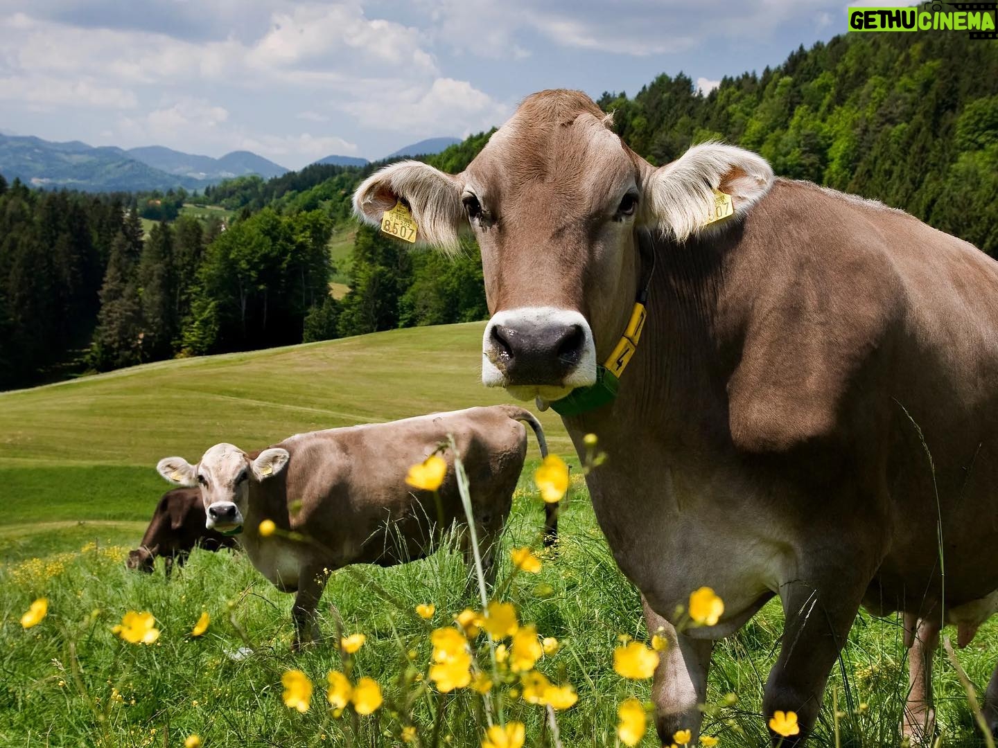 Taylour Paige Instagram - I just want to declare my love and appreciation for cows. Please peta don’t come for me. This is genuine. They’ve fed sooooo many people (even our pets). Milk, beef, ground beef, bone broth etc etc. I’m healing some major gut issues right now because I have a major hormone imbalance and I’m starting my days with bone broth- and it dawns on me how sacred and giving this animal is. Every bag you carry is a cow. Shoes. Belts. The seats in your car. I’m not saying don’t eat them, I’m just saying give thanks. At the very least say “thank you God this was a life that lived.” For real 🤍 also aren’t they so beautiful? Edited disclaimer: I didn’t say consume them, I didn’t tell anyone what to do. I just declared my appreciation for this beautiful animal that has arguably sustained unappreciative trash ass selfish mankind and our pets. And to take notice in all the ways a cow is currently probably most likely contributing to your life and you are not even conscious of it