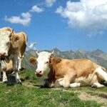 Taylour Paige Instagram – I just want to declare my love and appreciation for cows. Please peta don’t come for me. This is genuine. They’ve fed sooooo many people (even our pets). Milk, beef, ground beef, bone broth etc etc. I’m healing some major gut issues right now because I have a major hormone imbalance and I’m starting my days with bone broth- and it dawns on me how sacred and giving this animal is. Every bag you carry is a cow. Shoes. Belts. The seats in your car. I’m not saying don’t eat them, I’m just saying give thanks. At the very least say “thank you God this was a life that lived.” For real 🤍 also aren’t they so beautiful? Edited disclaimer: I didn’t say consume them, I didn’t tell anyone what to do. I just declared my appreciation for this beautiful animal that has arguably sustained unappreciative trash ass selfish mankind and our pets. And to take notice in all the ways a cow is currently probably most likely contributing to your life and you are not even conscious of it