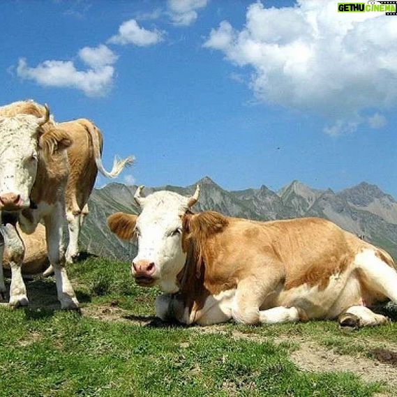 Taylour Paige Instagram - I just want to declare my love and appreciation for cows. Please peta don’t come for me. This is genuine. They’ve fed sooooo many people (even our pets). Milk, beef, ground beef, bone broth etc etc. I’m healing some major gut issues right now because I have a major hormone imbalance and I’m starting my days with bone broth- and it dawns on me how sacred and giving this animal is. Every bag you carry is a cow. Shoes. Belts. The seats in your car. I’m not saying don’t eat them, I’m just saying give thanks. At the very least say “thank you God this was a life that lived.” For real 🤍 also aren’t they so beautiful? Edited disclaimer: I didn’t say consume them, I didn’t tell anyone what to do. I just declared my appreciation for this beautiful animal that has arguably sustained unappreciative trash ass selfish mankind and our pets. And to take notice in all the ways a cow is currently probably most likely contributing to your life and you are not even conscious of it