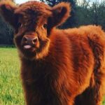 Taylour Paige Instagram – I just want to declare my love and appreciation for cows. Please peta don’t come for me. This is genuine. They’ve fed sooooo many people (even our pets). Milk, beef, ground beef, bone broth etc etc. I’m healing some major gut issues right now because I have a major hormone imbalance and I’m starting my days with bone broth- and it dawns on me how sacred and giving this animal is. Every bag you carry is a cow. Shoes. Belts. The seats in your car. I’m not saying don’t eat them, I’m just saying give thanks. At the very least say “thank you God this was a life that lived.” For real 🤍 also aren’t they so beautiful? Edited disclaimer: I didn’t say consume them, I didn’t tell anyone what to do. I just declared my appreciation for this beautiful animal that has arguably sustained unappreciative trash ass selfish mankind and our pets. And to take notice in all the ways a cow is currently probably most likely contributing to your life and you are not even conscious of it
