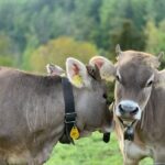 Taylour Paige Instagram – I just want to declare my love and appreciation for cows. Please peta don’t come for me. This is genuine. They’ve fed sooooo many people (even our pets). Milk, beef, ground beef, bone broth etc etc. I’m healing some major gut issues right now because I have a major hormone imbalance and I’m starting my days with bone broth- and it dawns on me how sacred and giving this animal is. Every bag you carry is a cow. Shoes. Belts. The seats in your car. I’m not saying don’t eat them, I’m just saying give thanks. At the very least say “thank you God this was a life that lived.” For real 🤍 also aren’t they so beautiful? Edited disclaimer: I didn’t say consume them, I didn’t tell anyone what to do. I just declared my appreciation for this beautiful animal that has arguably sustained unappreciative trash ass selfish mankind and our pets. And to take notice in all the ways a cow is currently probably most likely contributing to your life and you are not even conscious of it