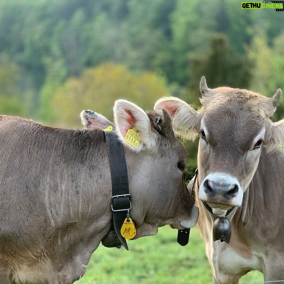 Taylour Paige Instagram - I just want to declare my love and appreciation for cows. Please peta don’t come for me. This is genuine. They’ve fed sooooo many people (even our pets). Milk, beef, ground beef, bone broth etc etc. I’m healing some major gut issues right now because I have a major hormone imbalance and I’m starting my days with bone broth- and it dawns on me how sacred and giving this animal is. Every bag you carry is a cow. Shoes. Belts. The seats in your car. I’m not saying don’t eat them, I’m just saying give thanks. At the very least say “thank you God this was a life that lived.” For real 🤍 also aren’t they so beautiful? Edited disclaimer: I didn’t say consume them, I didn’t tell anyone what to do. I just declared my appreciation for this beautiful animal that has arguably sustained unappreciative trash ass selfish mankind and our pets. And to take notice in all the ways a cow is currently probably most likely contributing to your life and you are not even conscious of it