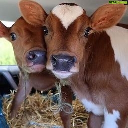 Taylour Paige Instagram - I just want to declare my love and appreciation for cows. Please peta don’t come for me. This is genuine. They’ve fed sooooo many people (even our pets). Milk, beef, ground beef, bone broth etc etc. I’m healing some major gut issues right now because I have a major hormone imbalance and I’m starting my days with bone broth- and it dawns on me how sacred and giving this animal is. Every bag you carry is a cow. Shoes. Belts. The seats in your car. I’m not saying don’t eat them, I’m just saying give thanks. At the very least say “thank you God this was a life that lived.” For real 🤍 also aren’t they so beautiful? Edited disclaimer: I didn’t say consume them, I didn’t tell anyone what to do. I just declared my appreciation for this beautiful animal that has arguably sustained unappreciative trash ass selfish mankind and our pets. And to take notice in all the ways a cow is currently probably most likely contributing to your life and you are not even conscious of it