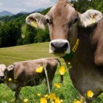Taylour Paige Instagram – I just want to declare my love and appreciation for cows. Please peta don’t come for me. This is genuine. They’ve fed sooooo many people (even our pets). Milk, beef, ground beef, bone broth etc etc. I’m healing some major gut issues right now because I have a major hormone imbalance and I’m starting my days with bone broth- and it dawns on me how sacred and giving this animal is. Every bag you carry is a cow. Shoes. Belts. The seats in your car. I’m not saying don’t eat them, I’m just saying give thanks. At the very least say “thank you God this was a life that lived.” For real 🤍 also aren’t they so beautiful? Edited disclaimer: I didn’t say consume them, I didn’t tell anyone what to do. I just declared my appreciation for this beautiful animal that has arguably sustained unappreciative trash ass selfish mankind and our pets. And to take notice in all the ways a cow is currently probably most likely contributing to your life and you are not even conscious of it