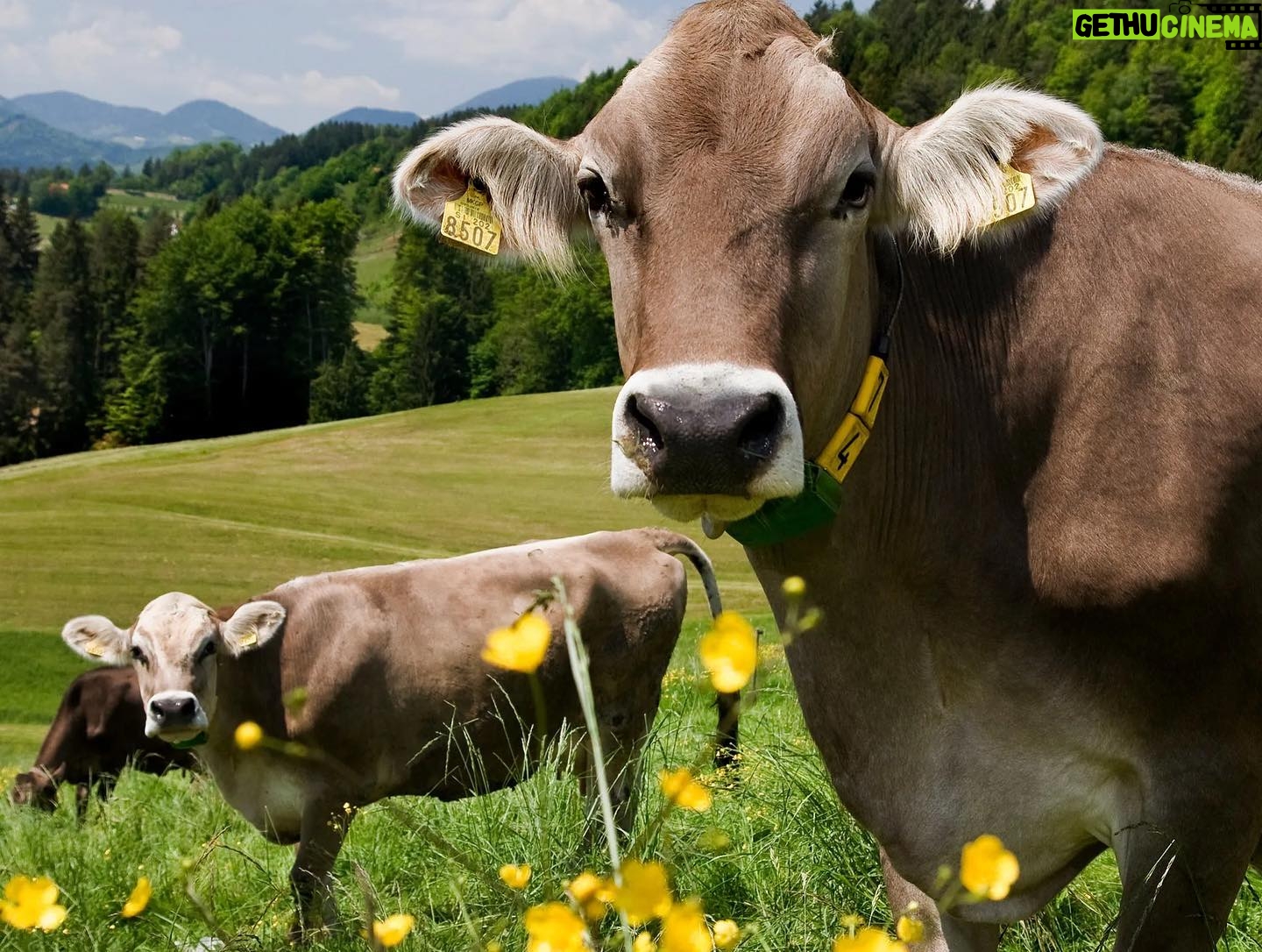 Taylour Paige Instagram - I just want to declare my love and appreciation for cows. Please peta don’t come for me. This is genuine. They’ve fed sooooo many people (even our pets). Milk, beef, ground beef, bone broth etc etc. I’m healing some major gut issues right now because I have a major hormone imbalance and I’m starting my days with bone broth- and it dawns on me how sacred and giving this animal is. Every bag you carry is a cow. Shoes. Belts. The seats in your car. I’m not saying don’t eat them, I’m just saying give thanks. At the very least say “thank you God this was a life that lived.” For real 🤍 also aren’t they so beautiful? Edited disclaimer: I didn’t say consume them, I didn’t tell anyone what to do. I just declared my appreciation for this beautiful animal that has arguably sustained unappreciative trash ass selfish mankind and our pets. And to take notice in all the ways a cow is currently probably most likely contributing to your life and you are not even conscious of it