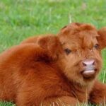 Taylour Paige Instagram – I just want to declare my love and appreciation for cows. Please peta don’t come for me. This is genuine. They’ve fed sooooo many people (even our pets). Milk, beef, ground beef, bone broth etc etc. I’m healing some major gut issues right now because I have a major hormone imbalance and I’m starting my days with bone broth- and it dawns on me how sacred and giving this animal is. Every bag you carry is a cow. Shoes. Belts. The seats in your car. I’m not saying don’t eat them, I’m just saying give thanks. At the very least say “thank you God this was a life that lived.” For real 🤍 also aren’t they so beautiful? Edited disclaimer: I didn’t say consume them, I didn’t tell anyone what to do. I just declared my appreciation for this beautiful animal that has arguably sustained unappreciative trash ass selfish mankind and our pets. And to take notice in all the ways a cow is currently probably most likely contributing to your life and you are not even conscious of it
