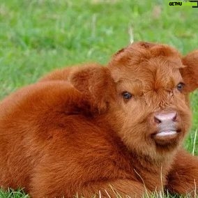 Taylour Paige Instagram - I just want to declare my love and appreciation for cows. Please peta don’t come for me. This is genuine. They’ve fed sooooo many people (even our pets). Milk, beef, ground beef, bone broth etc etc. I’m healing some major gut issues right now because I have a major hormone imbalance and I’m starting my days with bone broth- and it dawns on me how sacred and giving this animal is. Every bag you carry is a cow. Shoes. Belts. The seats in your car. I’m not saying don’t eat them, I’m just saying give thanks. At the very least say “thank you God this was a life that lived.” For real 🤍 also aren’t they so beautiful? Edited disclaimer: I didn’t say consume them, I didn’t tell anyone what to do. I just declared my appreciation for this beautiful animal that has arguably sustained unappreciative trash ass selfish mankind and our pets. And to take notice in all the ways a cow is currently probably most likely contributing to your life and you are not even conscious of it