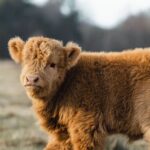 Taylour Paige Instagram - I just want to declare my love and appreciation for cows. Please peta don’t come for me. This is genuine. They’ve fed sooooo many people (even our pets). Milk, beef, ground beef, bone broth etc etc. I’m healing some major gut issues right now because I have a major hormone imbalance and I’m starting my days with bone broth- and it dawns on me how sacred and giving this animal is. Every bag you carry is a cow. Shoes. Belts. The seats in your car. I’m not saying don’t eat them, I’m just saying give thanks. At the very least say “thank you God this was a life that lived.” For real 🤍 also aren’t they so beautiful? Edited disclaimer: I didn’t say consume them, I didn’t tell anyone what to do. I just declared my appreciation for this beautiful animal that has arguably sustained unappreciative trash ass selfish mankind and our pets. And to take notice in all the ways a cow is currently probably most likely contributing to your life and you are not even conscious of it