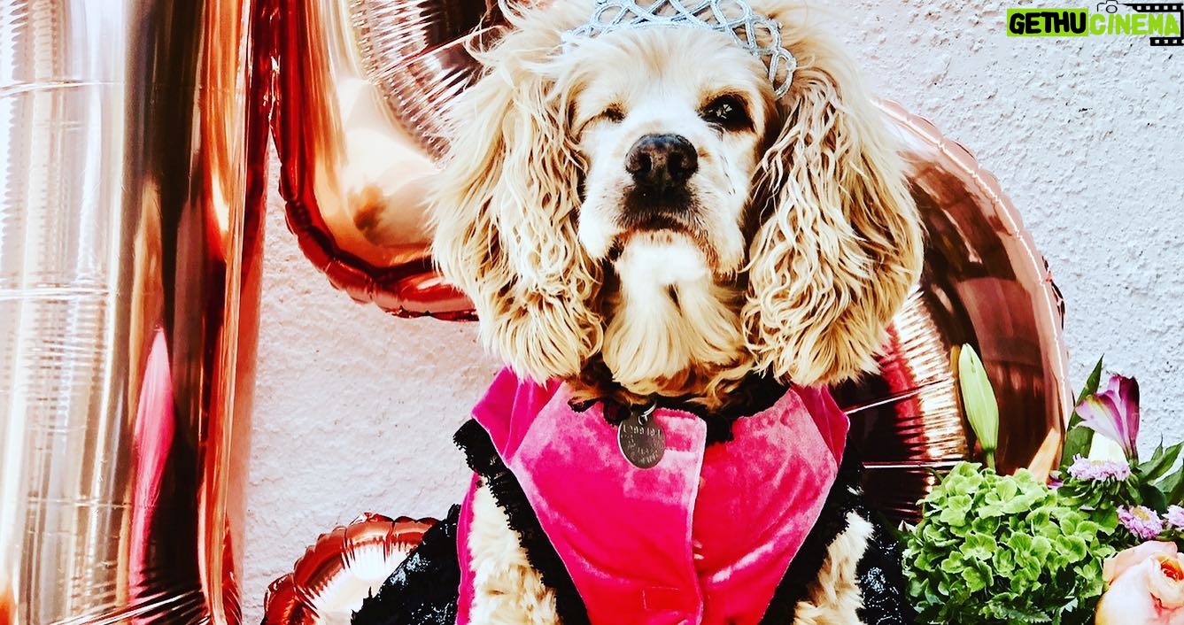 Teresa Castillo - 1.3K Likes - All dogs go to heaven. 💔Last night we said goodbye to our sweet little Lady. It breaks my heart writing this, but I know she is now pain free. May you fetch a million tennis balls and catch all the squirrels. Jump up on the table and eat all the human food you can eat in doggy heaven. My good girl. The goodest girl. Almost 16 years on this earth and it still wasn’t enough. We’ll always miss you 😢