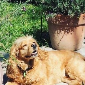 Teresa Castillo Instagram - All dogs go to heaven. 💔Last night we said goodbye to our sweet little Lady. It breaks my heart writing this, but I know she is now pain free. May you fetch a million tennis balls and catch all the squirrels. Jump up on the table and eat all the human food you can eat in doggy heaven. My good girl. The goodest girl. Almost 16 years on this earth and it still wasn’t enough. We’ll always miss you 😢