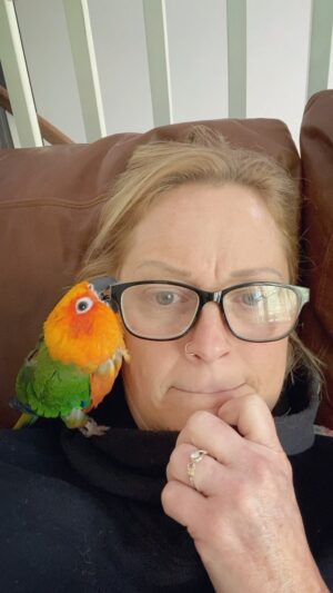 Teri Polo Instagram - Still tryin to figure out what this behavior means…I know it’s spring and Nugget is in full raging hormonal “I need to f*** everything and everyone within an inch of me”, but he’s always done this. wtf?

#nugget #dailynugget #nuglife #conure #conuresofinstagram 
#birb