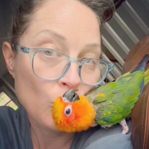 Teri Polo Instagram - gimme kiss friday…😘
@mister_chicken_nugget 

#misterchickennugget #nugget #conure #conures #conuresofinstagram #birb