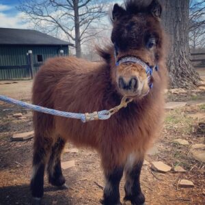 Teri Polo Instagram - This past weekend, Bayley and I got to visit heaven in Charlottesville, VA…

❤️ @ohkaytacos 🐴🐎🏇

We got to meet Big John, who is probably one of the largest horses in the world, literally. Teeny tiny Bison, who is definitely one of the smallest. And of course, dear sweet Colby, who started it all. Among many other amazing horses, minis, and mules, our time at the rescue was absolutely eye opening, educational and heartbreaking. What these young women are achieving goes above and beyond what you might think possible. I was in awe of their strength, fortitude, and absolute love and devotion to these extraordinary animals. 
You see, many, if not most, of these animals were rescued from k!ll pens. 
I will not go into detail regarding some of the horrific circumstances that led to these rescues, or where they were rescued from, how and why, but I can tell you this…these women are brave and relentless, powerful and have emotions of steel when necessary. The emotional toll for someone who’s life pretty much revolves around these stunning beasts is indescribable. And they told us they can only stomach the most difficult tasks about once a month because the emotional devastation is too much. 
These are only a few pictures Bayley and I were able to take because we were so caught up in the magic and joy of spending a couple of hours among these gorgeous “babies”!! And of course, in the company of these extraordinary women. 
Didn’t even THINK to get pics with them. 
But rest assured, we will be back and will share more personal stories and pics. Just wanted to get this link and info out there as soon as possible. 
Please visit their link to learn more about their rescue, what it entails, who they are and to be introduced to some of the beloved ambassadors. And maybe find a love of your own to save and give just the life they deserve to live, for the rest of their days. Many diamonds in the rough, as well as big beautiful hearts that just deserve to live out the rest of their lives at peace, retired, and showered with love. 
My biggest thanks to @ohkaytacos 
Ally, Olivia, Bella and
Shannon (@smcgowan_horses )Your hearts are endless…❤️❤️❤️❤️

Link is in my bio…