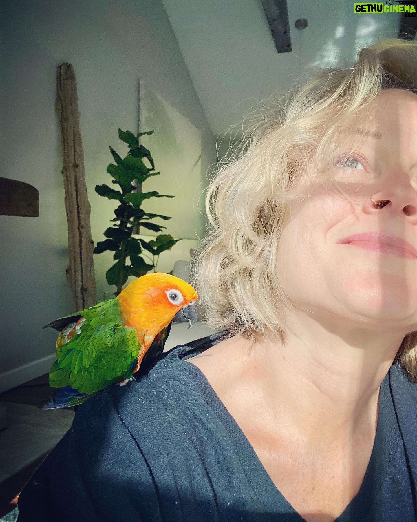 Teri Polo - 3.1K Likes - Good morning, sun salutations…
#nugget #nuglife #dailynugget #mister #conure #conuresofinstagram #grateful #morning
(Nuggie has spring fever and has been picking his feathers due to the surge in hormones. It can make these guys very neurotic sometimes. He has an implant that is helping to regulate and balance his hormones. So please don’t worry about his blotchy back and chest. He guud!)
✌🏼❤️