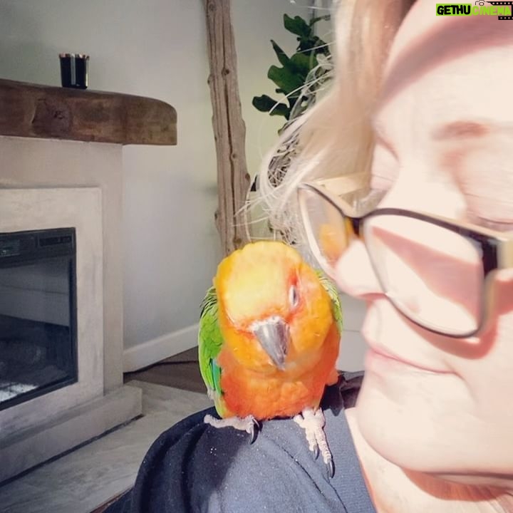 Teri Polo - 3.1K Likes - Good morning, sun salutations…
#nugget #nuglife #dailynugget #mister #conure #conuresofinstagram #grateful #morning
(Nuggie has spring fever and has been picking his feathers due to the surge in hormones. It can make these guys very neurotic sometimes. He has an implant that is helping to regulate and balance his hormones. So please don’t worry about his blotchy back and chest. He guud!)
✌🏼❤️