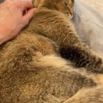 Teri Hatcher Instagram – Happy Sunday all!!! I’m sharing a rare special cat moment I had with @shenamedmefig #sundaymorning #catsofinstagram #catcuddles #petlovers #reading