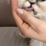 Tetiana Gaidar Instagram – SOUND ON 🔉 Did you know that? 
P.S. What #movie character your pet has? My A.R.I.E.L is def girlinterrupted 😂😂😂