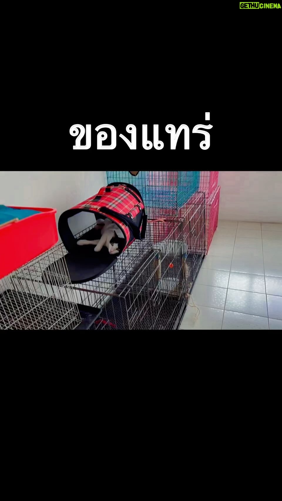 Thanaporn Wagprayoon Instagram - ของเค้าแน่นอน แฟร่ แฟร่ แทร่ แทร่ แม่บุญเหลือ😣