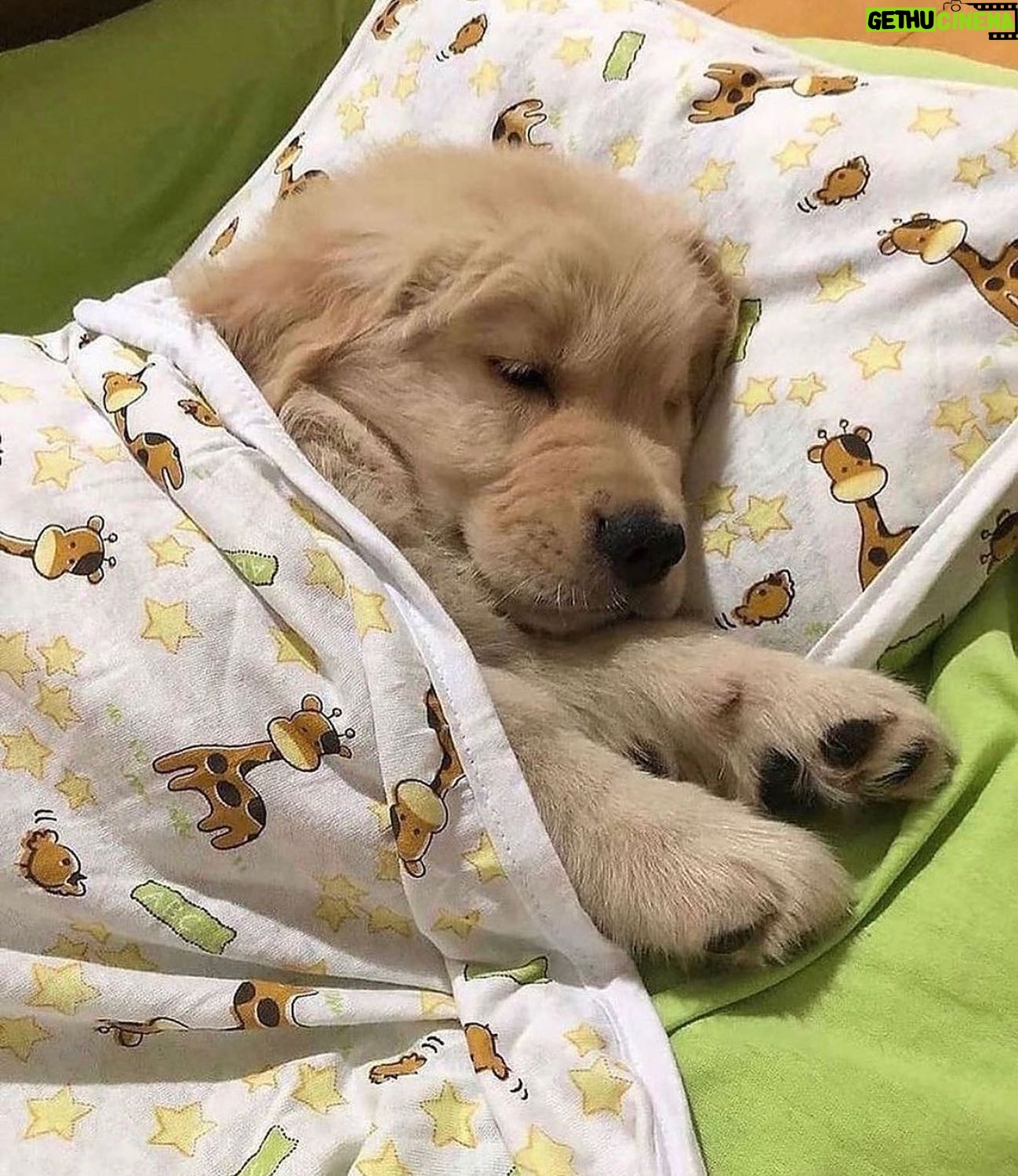 Thanuja Puttaswamy Instagram - Some hearts understand each other, Even in silence. I love you 🥺😘 Cutie pie ✨ #doglovers #dogsofinstagram #doglife #dogphotography #dogmom #dogslife #dogsmile #dogwalk #love #instagood #instagram