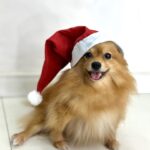 Thauny Raquel Instagram - Au, au, au Feliz natal pexual 🎄❣️ #mariachloe #spitz #natal2023 #feliznatal