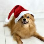 Thauny Raquel Instagram - Au, au, au Feliz natal pexual 🎄❣️ #mariachloe #spitz #natal2023 #feliznatal
