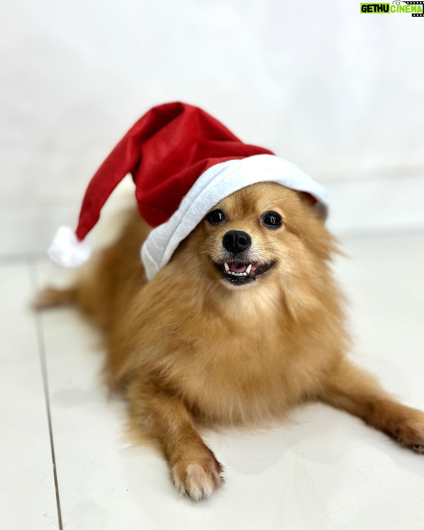 Thauny Raquel Instagram - Au, au, au Feliz natal pexual 🎄❣️ #mariachloe #spitz #natal2023 #feliznatal