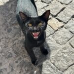 Theresa Frostad Eggesbø Instagram - Thank you @molahotel for hosting us. Thank you Türkiye for your hospitality, your cats, your people, your art, your music, your sun and your food. I will be back.