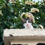 Thomasin McKenzie Instagram – The cats of Greece own the streets