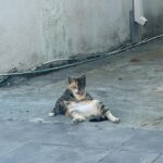 Thomasin McKenzie Instagram – The cats of Greece own the streets