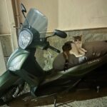 Thomasin McKenzie Instagram – The cats of Greece own the streets