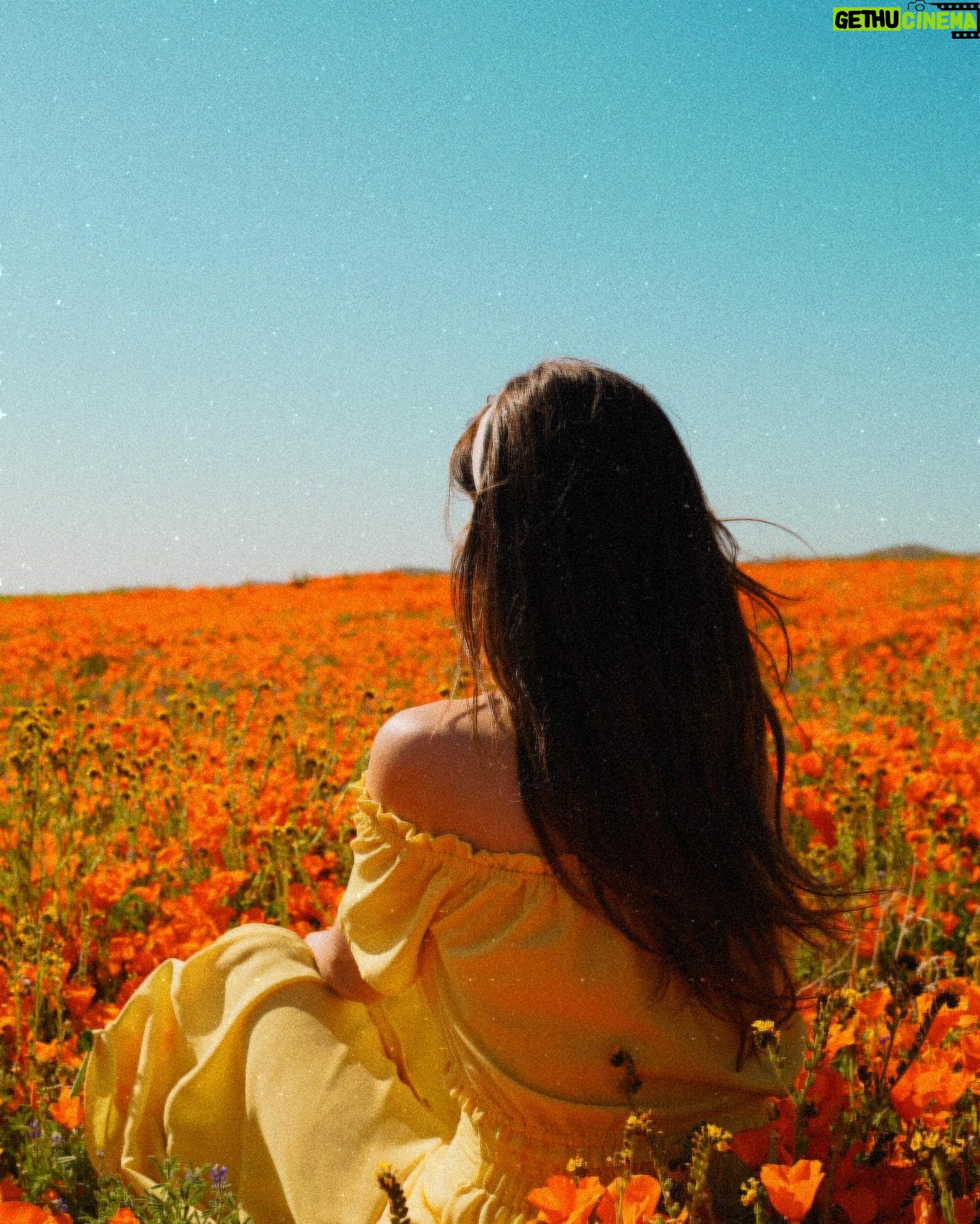 Tiffany Alvord Instagram - ✨Nothing like poppy fields in spring! 🥰 // Also have you seen my new video? // link in Bl0 🎶// It’s a video of me singing first ever cover on YouTube! 💭 Fun-fact I had a first kiss in a poppy field! 🙈