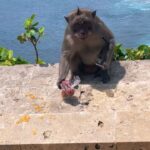 Tiffany Alvord Instagram - 🥺 This was such a beautiful temple! The coast view was insane!! This is also where a monkey stole my phone (and an employee retrieved it 😭🙏). I highly recommend for anyone visiting Bali! 💕 💥 If you see slide 4 this was them bargaining to get a guys glasses back. 😂 Legit within ten minutes the monkeys stole 3 separate people’s glasses OFF THEIR FACES while they were taking pictures haha. The monkeys were savage! All in all such a cool experience!!