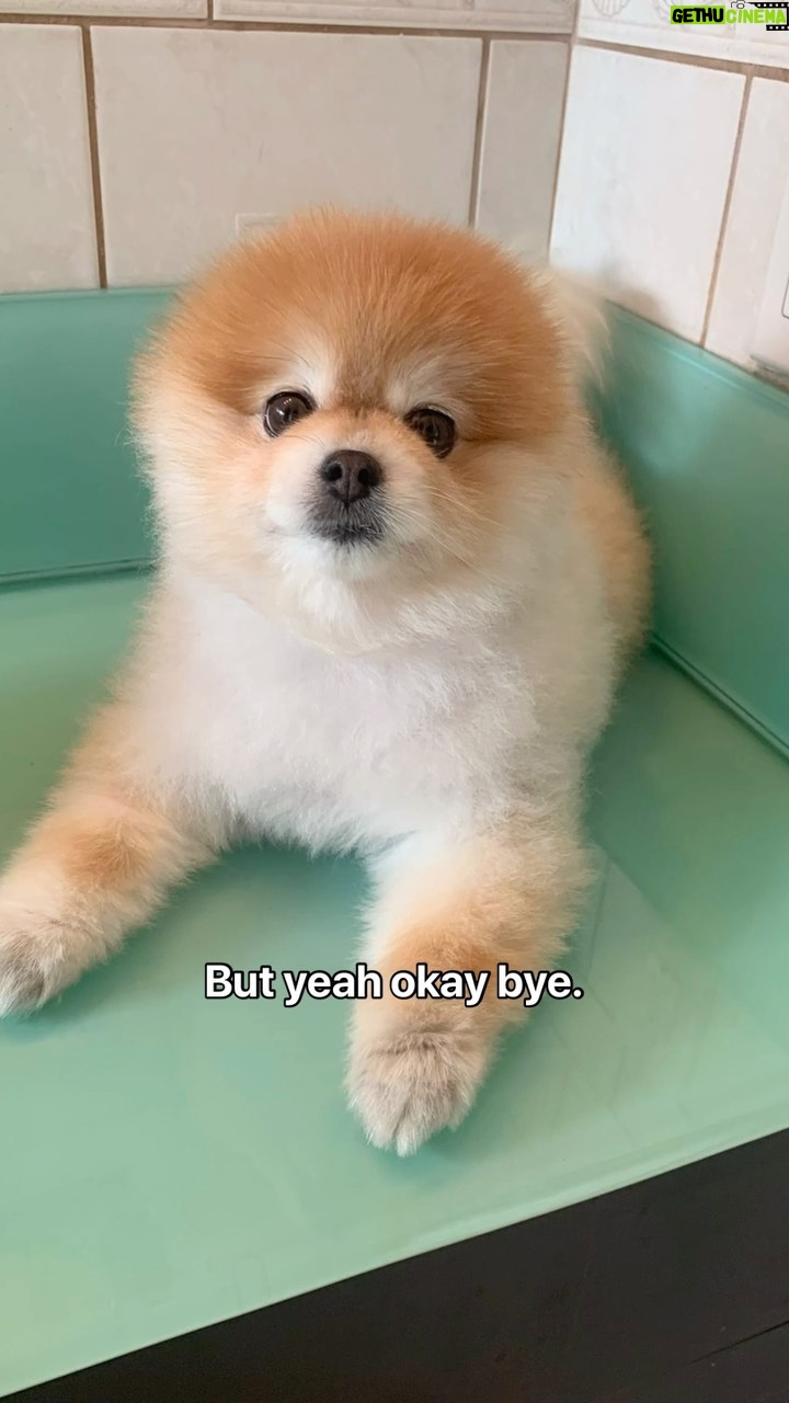 Tiffany Lau Instagram - something you didn’t know about lily ❤️ i wanted to share this journey of lily’s hair regrowth to spread some awareness! let this be a reminder that dogs experience depression and anxiety just like us humans. however, the way they go about coping may vary. but some of the most simple things we can do for them is give them time, love, care, and attention! it’s so so important to provide a safe environment for them where they can build your trust and experience your love and care. ❤️ also, remember to always pay attention to how your furry friend acts on a day to day basis, as any strange changes may be a sign of an underlying issue that needs to be attended to!